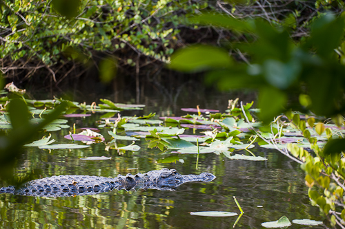 Florida photo